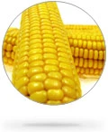 Maize