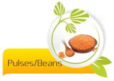 pulses/beans