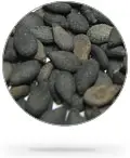 Black Sesame