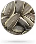 Sunflower Seed