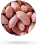 Groundnut Seed